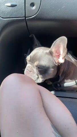 The video shows a small French Bulldog sitting in the open glove compartment of a car. The camera then shows the view from the windshield of the car driving on a highway on a sunny day with mountains visible in the background. The camera pans to the side, showing the mountainous landscape.