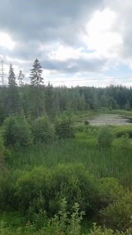 The video shows a view of a marshy area with trees and a cloudy sky. The perspective appears to be from a moving vehicle, likely a train, given the blur and the occasional appearance of power lines and poles. The landscape consists of dense green vegetation, including tall grasses, reeds, and various types of trees, predominantly coniferous. A small body of water, possibly a pond or a slow-moving stream, is visible in the middle ground, partially covered with aquatic plants. The sky is overcast with dramatic clouds, suggesting an impending or recent rainfall. The overall impression is of a natural, untamed environment.
