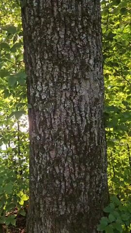 The video shows a close-up of a tree trunk with rough bark, followed by a pan to the right revealing a sun-dappled forest scene. The sunlight filters through lush green leaves, creating a bright, almost ethereal atmosphere. In the background, a body of water can be seen reflecting the sunlight. The camera moves slowly, capturing the gentle sway of the leaves and the play of light and shadow. The overall impression is one of a tranquil and serene natural environment.