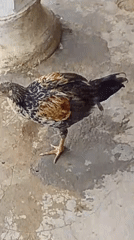 Chickens, goats, and daily life in a Serti compound