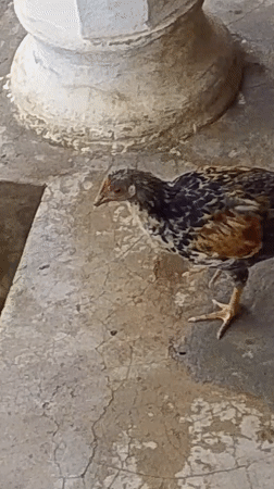 Chickens, goats, and daily life in a Serti compound