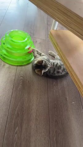 A kitten plays with a toy. The kitten is lying on its back on a wooden floor, batting at a green plastic toy. The toy is a tiered tower with balls that roll around inside. The kitten has grey and black stripes and is looking up at the toy. The floor is made of wood planks. A wooden table leg is visible in the background.