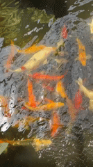 Koi pond on Ko Phangan, shot from above