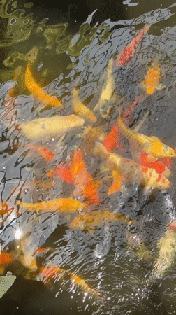 Koi pond on Ko Phangan, shot from above
