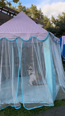 Cats and backyard birds share a Vilnius garden afternoon