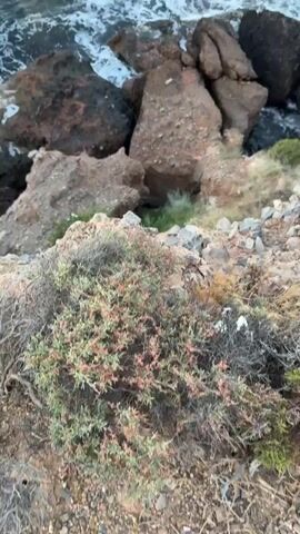 The video shows a rocky coastline with waves crashing against the shore. The water is dark blue and the sky is a soft pink and purple. There are some green plants growing on the rocks. The scene is calm and peaceful.