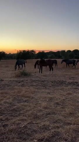A herd of horses grazes in a dry, grassy field at dusk. The sun is setting, casting an orange glow on the horizon. The horses are dark in color and are scattered throughout the field. Some are grazing, while others are standing still. The trees in the background are silhouetted against the sky. The ground is covered in dry grass and straw. The overall atmosphere is peaceful and serene.