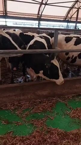 The video shows a barn with multiple black and white cows eating from a trough. The barn has a metal frame and a canvas roof. The floor is covered with straw and dirt. In the background, there are some people working. The cows appear to be healthy and well-fed.