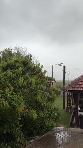 The video presents a static, eye-level outdoor shot during heavy rainfall in Pchelnik, Bulgaria. In the foreground, a wet, dark-ttiled patio or path is visible. A large, vibrant green tree, laden with small red fruits (likely cherries), occupies the left side of the midground, its leaves glistening with rain. To the right, a rustic wooden structure with a decorative red-tiled roof is partially visible, possibly a gazebo or an extension of a building.

Beyond the tree and structure, a grassy area extends towards a series of utility poles with power lines stretching across the scene. The background reveals a flat, open field extending to the horizon, all beneath a uniformly overcast and grey sky, indicating gloomy weather conditions. The prominent sound throughout the video is the consistent, heavy patter of rain. There are no people or visible text in the frame. The scene conveys a sense of a peaceful, rain-drenched rural or semi-rural landscape.