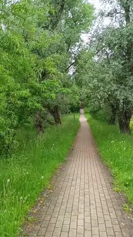The video shows a person walking down a paved path through a park. The path is lined with tall trees and lush green grass. The sky is overcast. The video is recorded from the first-person perspective, so the viewer sees the path and surroundings as if they were walking it. The person is walking at a moderate pace. There are no other people or animals visible in the video. The scene is peaceful and tranquil.