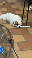 Small dog rests beside fan in Da Nang home