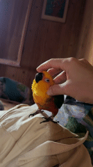 Backyard afternoon with a parrot and a swing set in Udelnaya