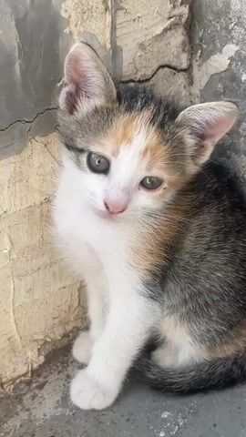 This is a close-up video of a calico kitten sitting next to a stone wall. The kitten is looking at the camera and blinking. The kitten has white, orange, black, and grey fur. The background is a textured stone wall.