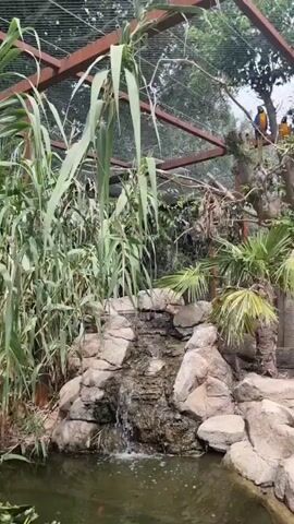 A tranquil pond scene unfolds, featuring a small waterfall cascading over rocks into a dark body of water. Lush green lily pads with a few white blossoms float on the surface, interspersed with a few small, pale fish. A vibrant red goldfish swims in the murky depths. The pond is bordered by large, pale gray rocks and a sandy path. In the background, tall reeds and palm trees create a tropical ambiance. Above, a large enclosure with a metal frame suggests a bird sanctuary, where several colorful macaws perch on branches, their bright plumage a stark contrast to the natural setting. The overall atmosphere is peaceful and serene.