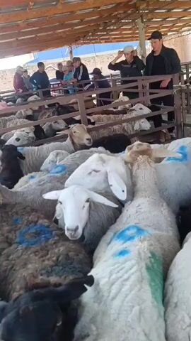 The video shows a crowded outdoor livestock market, likely a sheep or goat market, based on the animals present. The animals, predominantly sheep, are packed tightly into wooden pens. Many of the sheep have markings on their backs, some in blue and some in green, possibly for identification or sale purposes. Several people are visible in the background and foreground, some appearing to be vendors or potential buyers examining the animals. They are standing by the pens or interacting with each other. The environment suggests a sunny day, with a wooden roof structure overhead providing some shade. The overall scene depicts a bustling agricultural market environment.