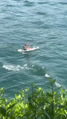 A person is paddling a white kayak on a large body of water with choppy waves. The person is wearing a red hat and a green shirt. There are green plants in the foreground of the video, obscuring the lower portion of the frame. The water is a deep blue-green color. The sky is overcast.