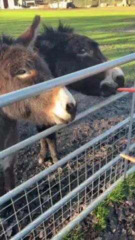 A child in a blue coat and hood is seen feeding carrots to two donkeys through a metal fence. The donkeys are brown and dark brown, and appear eager to receive the treats. The ground near the fence is muddy, and the surrounding area shows a grassy field with trees in the background. Other people are visible, including an adult in a pink jacket. The scene is well-lit with natural sunlight, and the focus is on the interaction between the child and the donkeys.