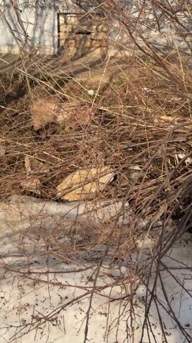 The video shows a light brown cat walking amongst dead, dry branches and a patch of snow. The cat is walking on soil and grass in a spot of sunlight. There is a building wall visible in the background.