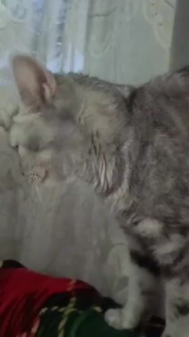 A gray tabby cat stands on a dark surface covered with a red and green patterned cloth. The cat is looking down and to the left, with its ears pointed forward. The background is a textured, light-colored surface, possibly a wall or curtain. The lighting is dim and appears to be coming from the right side of the frame. The video is of low resolution and has a grainy quality.