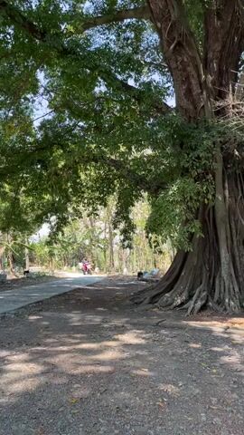 A medium shot captures a majestic, old banyan tree with sprawling aerial roots on the right side of the frame. Sunlight filters through its dense green leaves, casting dappled shadows on the gravelly ground. A paved road runs diagonally across the left and center of the frame, bordered by more trees and vegetation in the background. A person on a red and white scooter drives away from the camera on the road, creating a blur of motion. The scene is peaceful and natural, highlighting the grandeur of the tree and the simplicity of rural life.