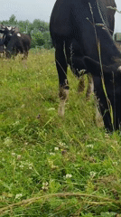 Cows grazing in a field in Karsha, Russia