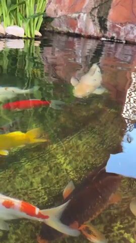 The video shows a close-up, overhead view of several koi fish swimming in a pond. The water is clear and reflects the surrounding environment, which appears to include lush green plants and a stone wall. The koi fish are of various colors, including white with black spots, orange and white, and solid yellow. The fish are swimming close to the surface, and their scales are visible. The overall impression is one of a tranquil and beautiful aquatic scene.