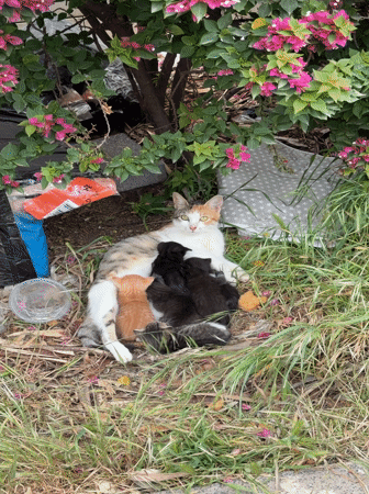 Calico cat nurses kittens in Kiryat Motzkin grass
