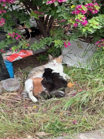 A calico cat, primarily white with patches of ginger/orange and grey/black, lies on the ground, nursing her litter of kittens. Her green-yellow eyes are initially directed towards the viewer before she shifts her gaze slightly to the right.

Clustered around her belly, five to six young kittens actively feed. Their fur colors vary; one is solid ginger, several are black (one with a distinct white chest patch), and at least one displays a tabby pattern of grey and black stripes.

The scene is outdoors, set amidst sparse dry grass and green shoots, beneath a shrub adorned with vibrant pink flowers, likely bougainvillea. The ground is a mix of earth and light vegetation. In the background, to the left, discarded items are visible, including a red and white plastic container with indistinguishable text and a blue plastic bag. To the right, a grey fabric object patterned with white stars is partially visible.

The bright, natural daylight suggests it is daytime. Sounds of human voices are heard, with one person gently instructing another, "Don't scare mommy," and another expressing sympathy with "Poor mommy," indicating the presence of observers who are mindful of the animals. The overall impression is a tender moment of feline motherhood in an urban or semi-urban environment, likely Kiryat Motzkin, Israel, as per the provided context.