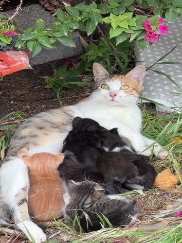 Calico cat nurses kittens in Kiryat Motzkin grass