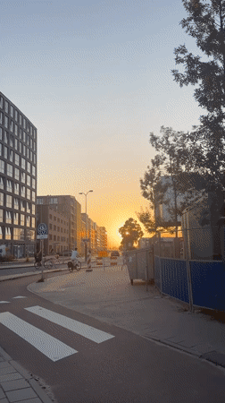 Golden hour hangout on an Amsterdam street with dogs and selfies