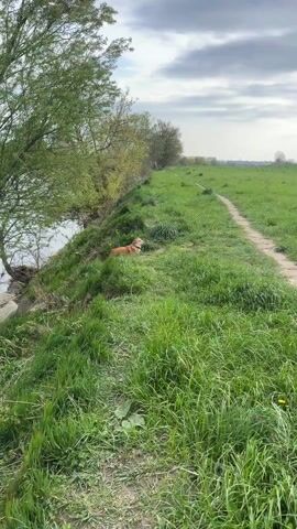 A light-brown, medium-sized dog walks down a dirt path in a grassy field toward the camera, then stops near the camera at 0:03. To the left of the path is a canal and trees. To the right is a large grassy field and in the distance there are some buildings and a few people. The sky is cloudy.