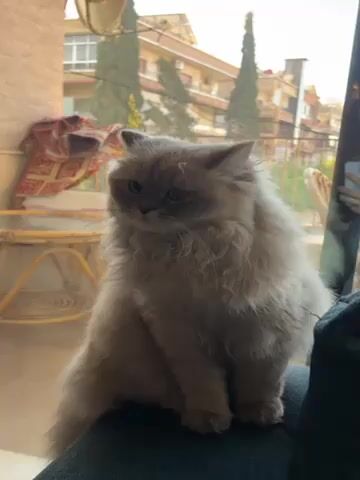 A fluffy white cat sits on someone's lap, looking out a window. The window provides a view of a neighborhood street with buildings and trees. The cat turns its head briefly to look at the camera before turning back to look out the window.