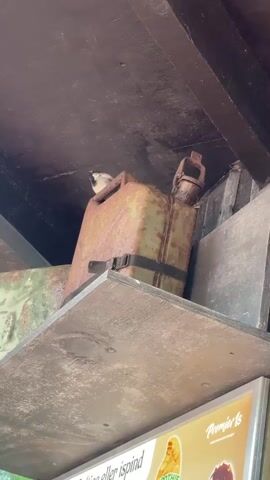 A small bird is perched on top of a rusty metal jerrycan on a wooden shelf. The jerrycan is dark brown and has a black strap around it. To the left of the jerrycan, another rusty object is visible, partially obscured by the shelf. Above the shelf is a dark wooden ceiling. Below the shelf, a sign with colorful images and text is partially visible. The environment appears to be outdoors, with green foliage visible to the left.