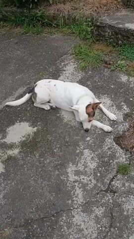 A white dog with brown and black markings lies on a cracked concrete surface. The dog is facing to the right of the frame and has its head down. Green grass and plants are visible in the background. The lighting suggests it is daytime.