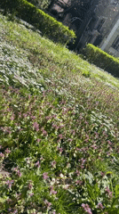 Spring daisies bloom in residential lawn area