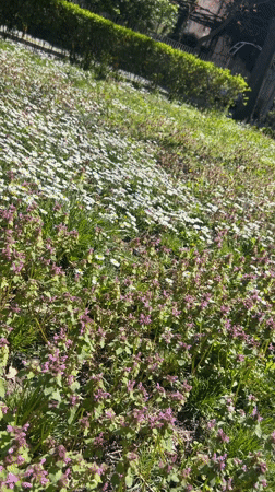 Spring daisies bloom in residential lawn area