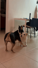 Dogs play and receive grooming in Tel Aviv home