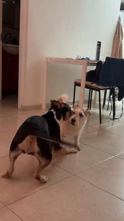 Dogs play and receive grooming in Tel Aviv home