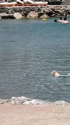 A golden dog swims in a body of water near a beach with stone structures and lounge chairs. The dog approaches the shoreline.