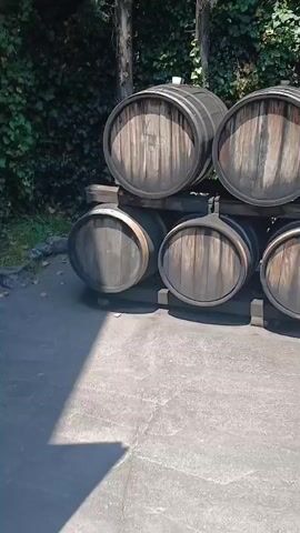 A video shows a row of wooden barrels stacked on wooden racks in front of a wall of greenery. The barrels are dark brown with metal bands around them. Some of the barrels are positioned on top of others. The ground in front of the barrels is paved with concrete. The video pans from left to right, showing the barrels from different angles. There is a shadow from the barrels on the ground. The lighting suggests it is daytime.