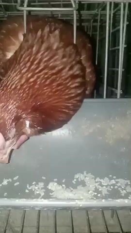 A brown chicken with white markings on its wings is eating rice from a metal feeder inside a cage. The chicken's head is bent down, and its beak is obscured by its feathers. The feeder is filled with white rice grains. The cage appears to be made of metal bars. The lighting is dim.