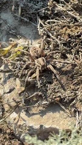 A close-up, high-angle shot of a large, tan spider with dark stripes on its body and legs is stationary on dry, rocky ground interspersed with dry vegetation and some light green foliage in the foreground. The spider is facing the camera, its legs spread wide. The lighting suggests it is daytime.