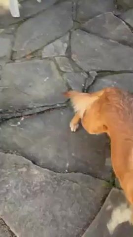 A brown dog walks across cracked stone pavers, then onto a raised stone planting bed with some purple flowers. The dog then walks onto a larger stone patio area. The dog looks around, licks its nose, and then walks directly up to the camera lens, filling the frame with its nose.