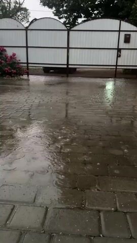 The video shows a paved area with stone pavers, wet from rain. Water droplets are visible hitting the surface, creating ripples. In the background, there is a white fence with arched sections and dark vertical supports. To the left of the fence, there are pink flowers. Trees with green foliage are visible behind the fence. The overall scene suggests an outdoor environment during a rainfall.