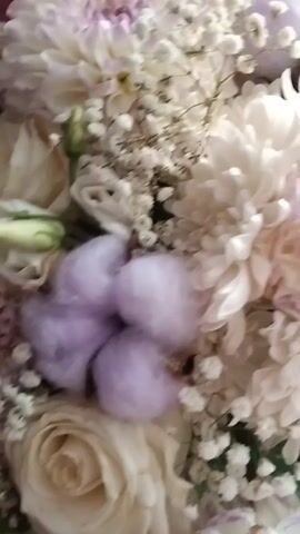 This video captures a close-up, slow panning shot of a floral arrangement. The bouquet features a variety of flowers, predominantly in shades of white and cream, with subtle accents of pale lavender. Prominent among the blooms are large, layered dahlias and round chrysanthemums. Delicate sprigs of baby's breath are interspersed throughout, adding a soft, airy texture. A few fluffy, lavender-colored pom-poms, possibly artificial cotton or wool, are also visible, adding a unique touch to the arrangement. The lighting is bright, highlighting the intricate details and textures of the flowers. The camera moves slowly, allowing for a detailed examination of each element within the bouquet.