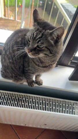 The video shows a tabby cat sitting on a windowsill, in front of a radiator. The cat has green eyes and a pink nose. The camera moves closer, providing a close-up of the cat's face, fur, and ear. The background shows a window with a view of the outdoors.