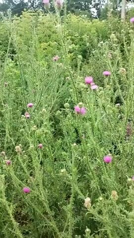The video shows a dense field of green plants with purple flowers. Many of the plants have sharp spines. There are several purple flowers in bloom, and some plants have unopened buds. A few of the flowers appear to be fading. In the upper right corner of the frame, there is a blurry dark object that may be a bird or insect. In the center of the frame, a butterfly with orange and black wings lands on one of the purple flowers. The background is a blur of green foliage, suggesting more plants and trees. The lighting is soft and overcast, indicating it is likely daytime.