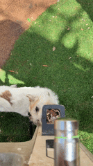 Dogs spotted in various Tel-Aviv outdoor locations Sunday morning