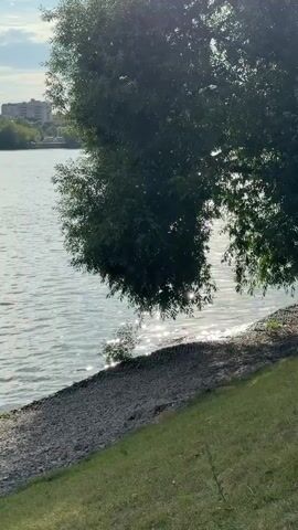 A wide shot shows a tree branch with leaves hanging over a body of water. The sun reflects off the water, creating a sparkling effect. The shore is covered in small rocks and grass. In the distance, there are buildings. The video is shot in portrait orientation.