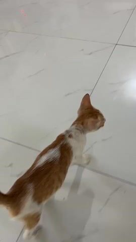 The video shows a very thin, orange and white kitten walking on a white tiled floor. The kitten has large, dark eyes and large ears. The kitten's fur is patchy and appears to be missing in several areas, particularly on its back. There is a thin, dark string or wire visible above the kitten, extending out of frame. In the background, there is a blurred image of what appears to be furniture and possibly some religious items on a shelf. The lighting is dim.